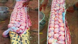 Удивительные Вещи, Найденные ВНУТРИ Животных