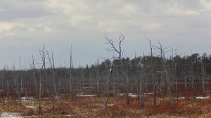 Crow hunting, Кроухантинг 2022 весенняя охота на ворон