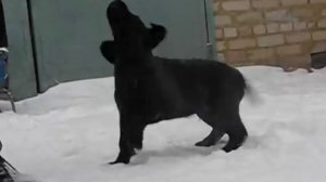 Щенок лабрадора! 3 месяца