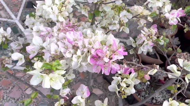 How to make much more flowerings in Bougainvillea Plants смотреть онлайн