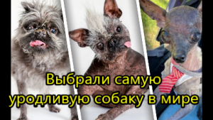Как выглядит самая уродливая собака в мире.mp4