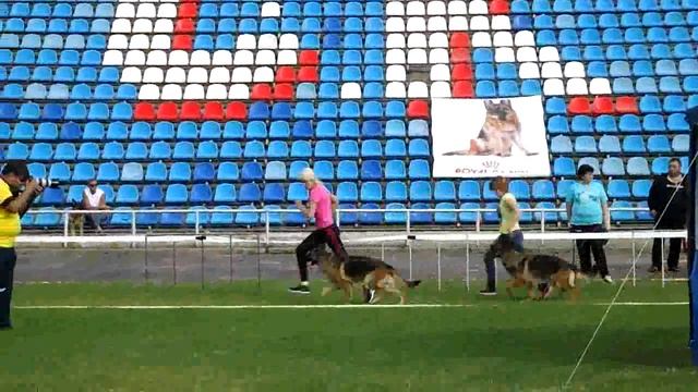 Рабочий класс сук 9 _ Russian Siegerschau 2015