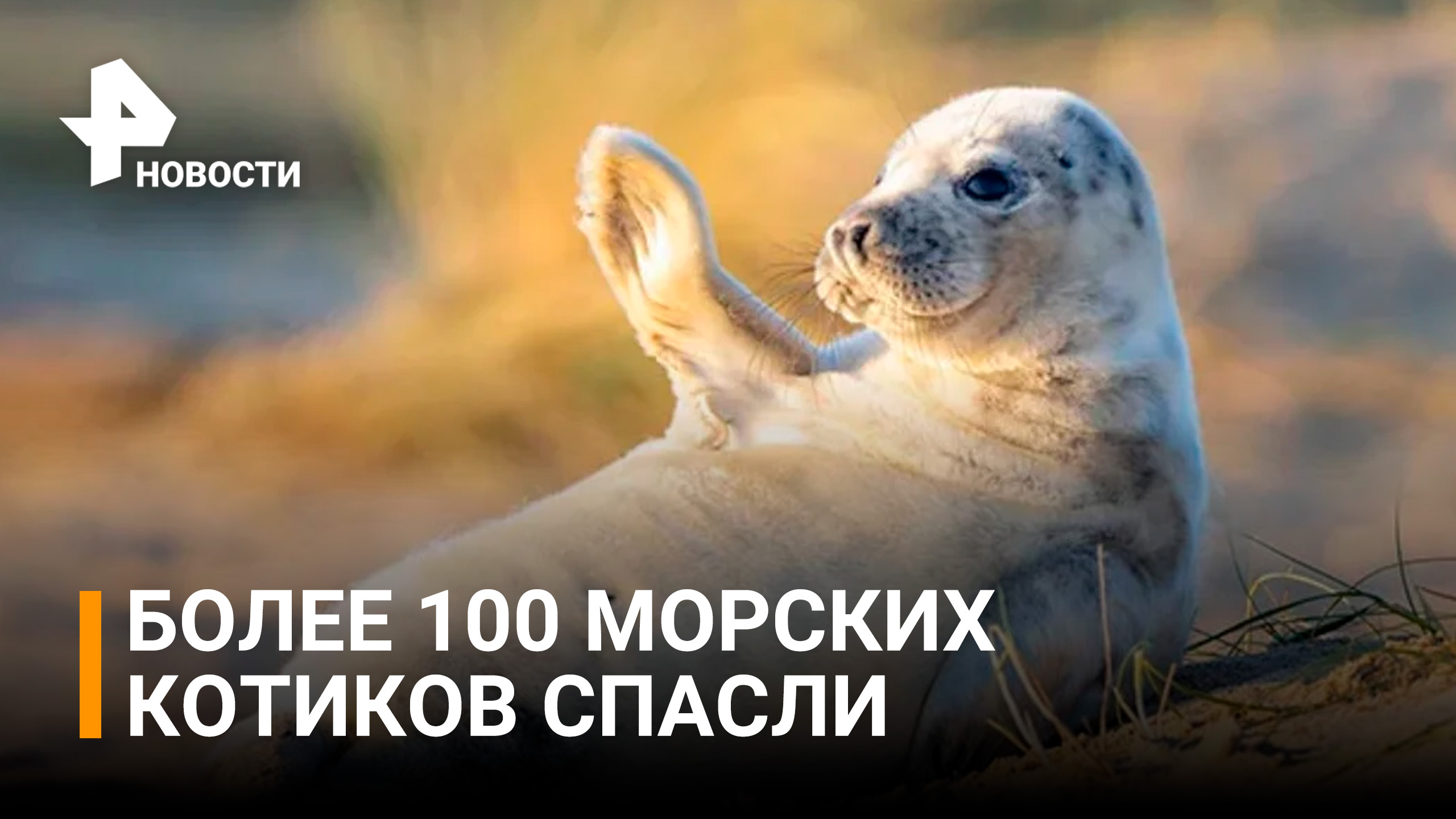 Операция по спасению морских котиков на Сахалине / РЕН Новости