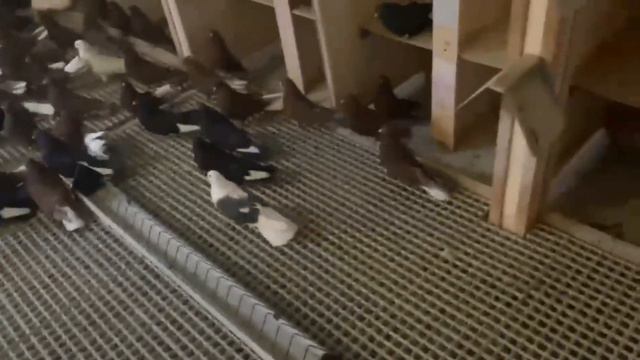 Питомник "Западный" всех с Рождеством! смотреть онлайн