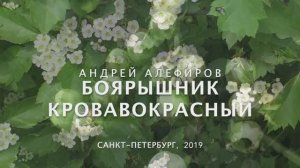 Боярышник кроваво-красный. Алефиров А.Н.
