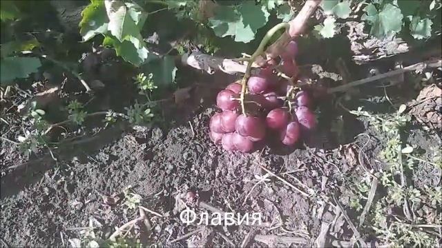 Фламия