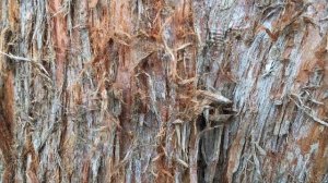 Dawn redwood (Metasequoia glyptostroboides) - ants on bark - July 2018