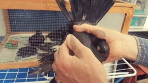 ЧЕРНЫЕ ГОЛУБИ / ЖУКИ / PIGEONS / TAUBE