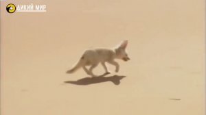 Милый хищник в НЕмилых условиях пустыни. Фенек - интересные факты