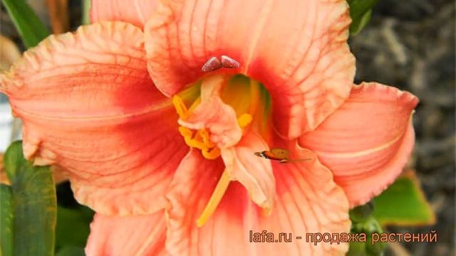 Лилейник гибридный Силоам Риббон Кэнди ? обзор: как сажать, рассада лилейника Силоам Риббон Кэнди смотреть онлайн