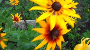 НЕПРИХОТЛИВЫЕ ЦВЕТЫ В САДУ . РУДБЕКИЯ .