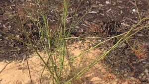 обрезка мускусной розы - низкий шраб - пышное облако, питомник роз полины козловой rozarium.biz