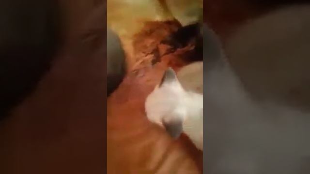 Красивые котята Тайские,    Старосиамские