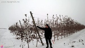 Закладка промышленного сада. С чего начать