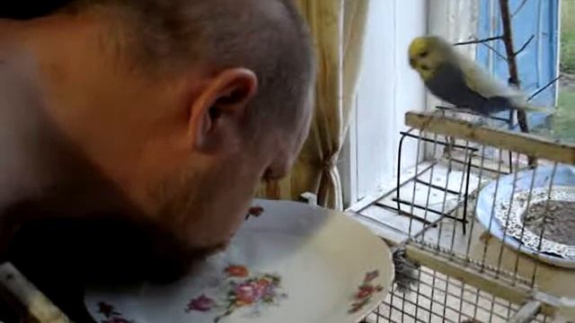 Как приучить попугая купаться? смотреть онлайн