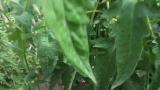 ПОРА ПРИЩИПЫВАТЬ ВЕРХУШКИ И ЦВЕТЫ НА ТОМАТАХ. Ольга Чернова. смотреть онлайн