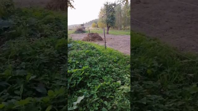 Мои свиньи смотреть онлайн