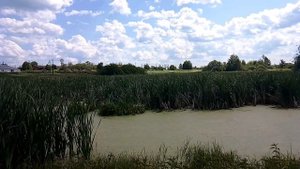 Болото. ч.1. Июнь 2023