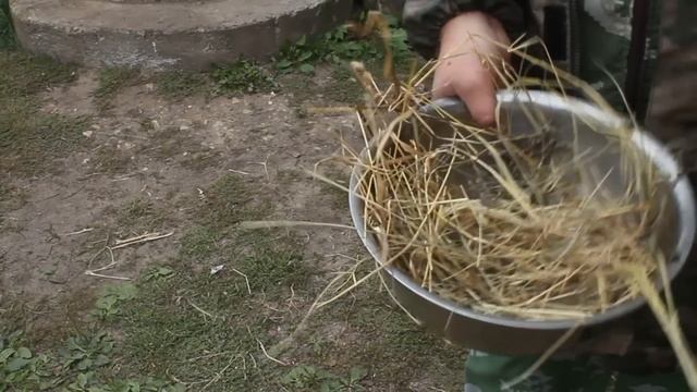 ХОЧЕШЬ СОБИРАТЬ ЯЙЦО ТАЗАМИ? ЛЕГГОРН СУПЕР ЯЙЦЕНОСКАЯ ПТИЦА!
