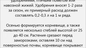 Как вырастить спаржу