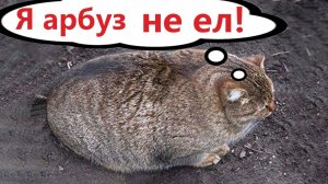 Приколы с котами! Самая смешная ОЗВУЧКА животных! Смешные коты!