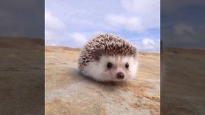 самые самые милые существа