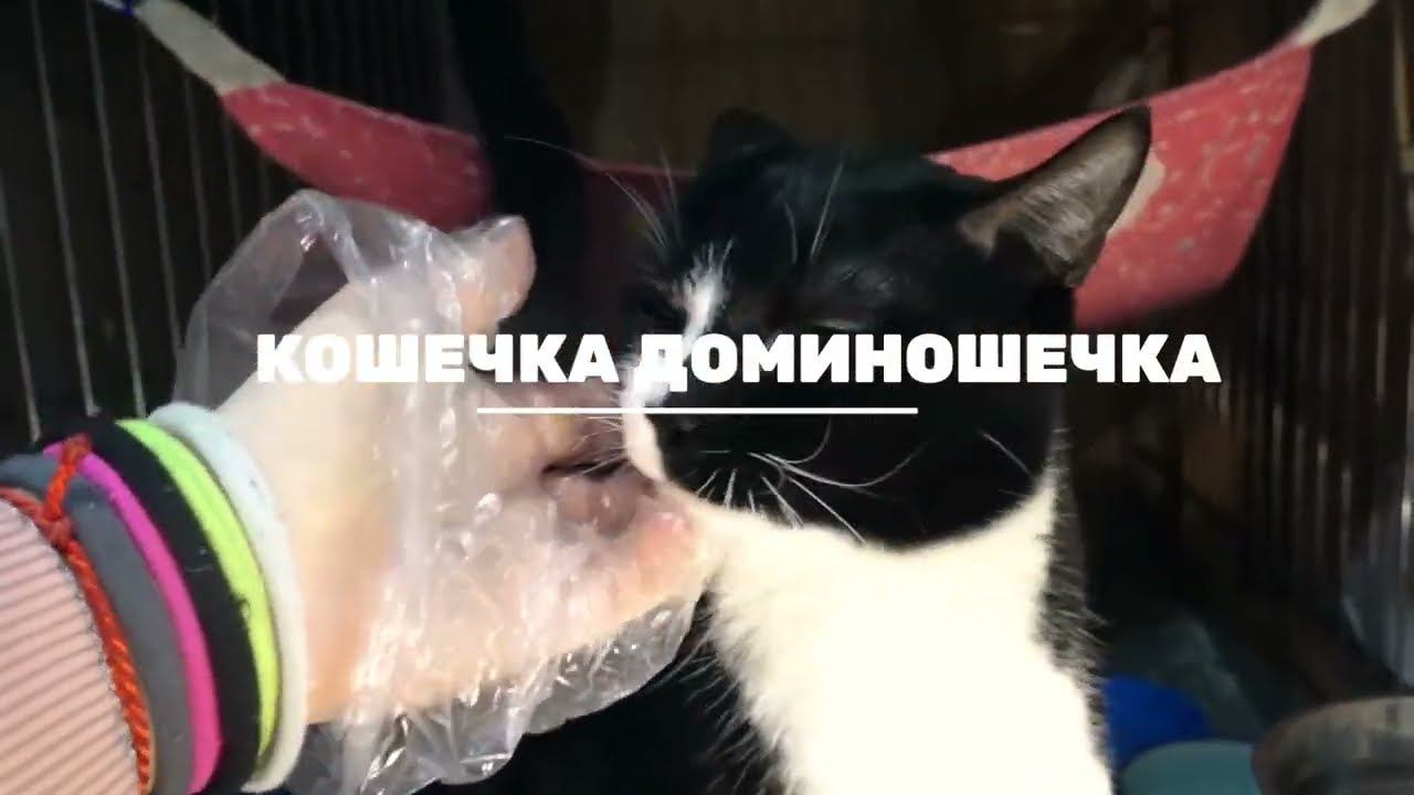 ДОМИНОШЕЧКА (уже дома)
