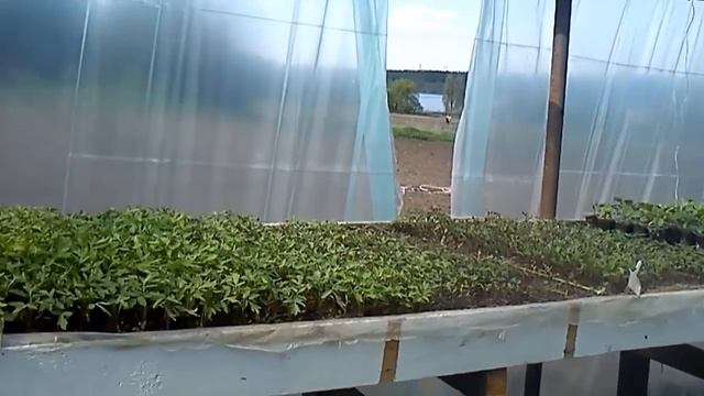 Сколько можно заработать на теплице 28кв/м смотреть онлайн