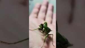 #Богомол Богомол Гриша!