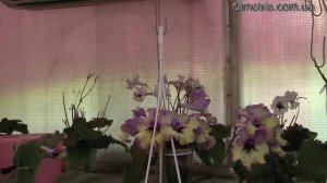 полив взрослых стрептокарпусов