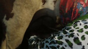 Как правильно доить корову