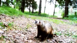 Бегущий хорёк! (Качканар)