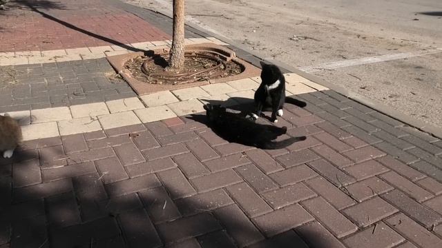 Kawaii Cats playing, eating and sharpen their claws. Няшные котики кушают, играются и точат когти. смотреть онлайн