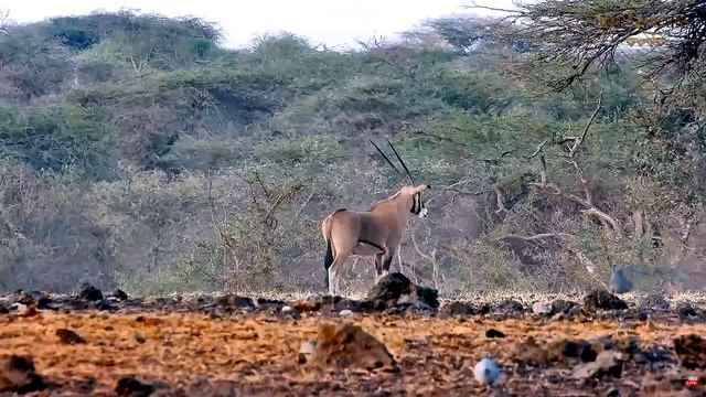 Африка. Зебра и антилопа Орикс - Africa. Zebra and Oryx Antelope смотреть онлайн