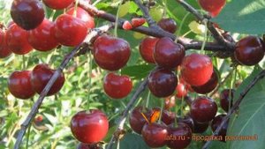 Вишня обыкновенная Апухтинская (tamaris) ? Апухтинская обзор: как сажать, саженцы вишни Апухтинская