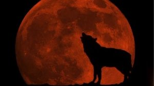 "Кровавая Луна" почему спутник Земли приобретает красный оттенок.