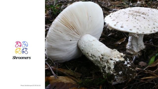 Warted amanita (Amanita strobiliformis) | Scientific Mushroom Profile | Shroomers