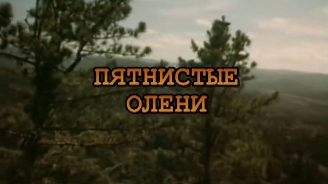 Живая энциклопедия - Лоси, северные олени 99 jyne