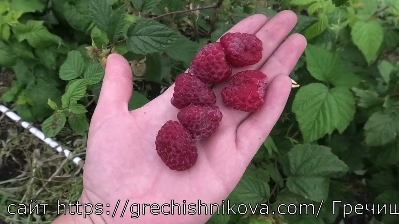 0435D3 номерной сорт ранней летней малины смотреть онлайн