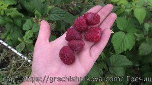 0435D3 номерной сорт ранней летней малины