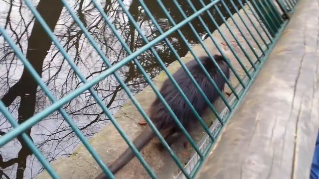 Нутрии смотреть онлайн