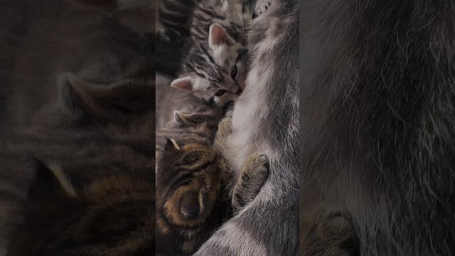 Шотландские котята с мамой