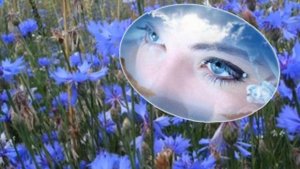 ✿Васильки, Васильки ✿