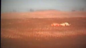 GREYHOUND HUNTING.Охота с борзыми.Вот это скачка!!!.