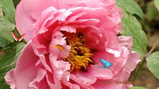 Пион древовидный Сияющий Букет ? обзор: как сажать, саженцы пиона Сияющий Букет смотреть онлайн