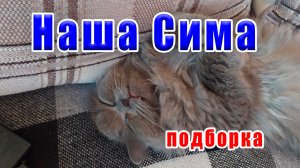 Наша СИМА!!! Подборка клипов...