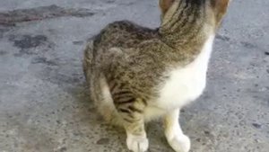 Кошка съела своего новорождённого катёнка.