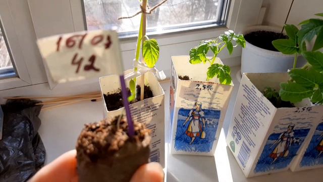 Почему вытянулась рассада смотреть онлайн