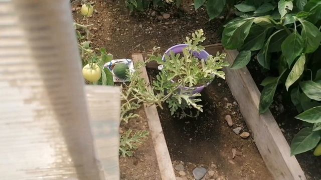 Как мы солим Рыжики / У нас гости водимся #деревенскийтренд
