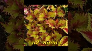 Колеусы и Танго. #колеусы#вегетативные колеусы#